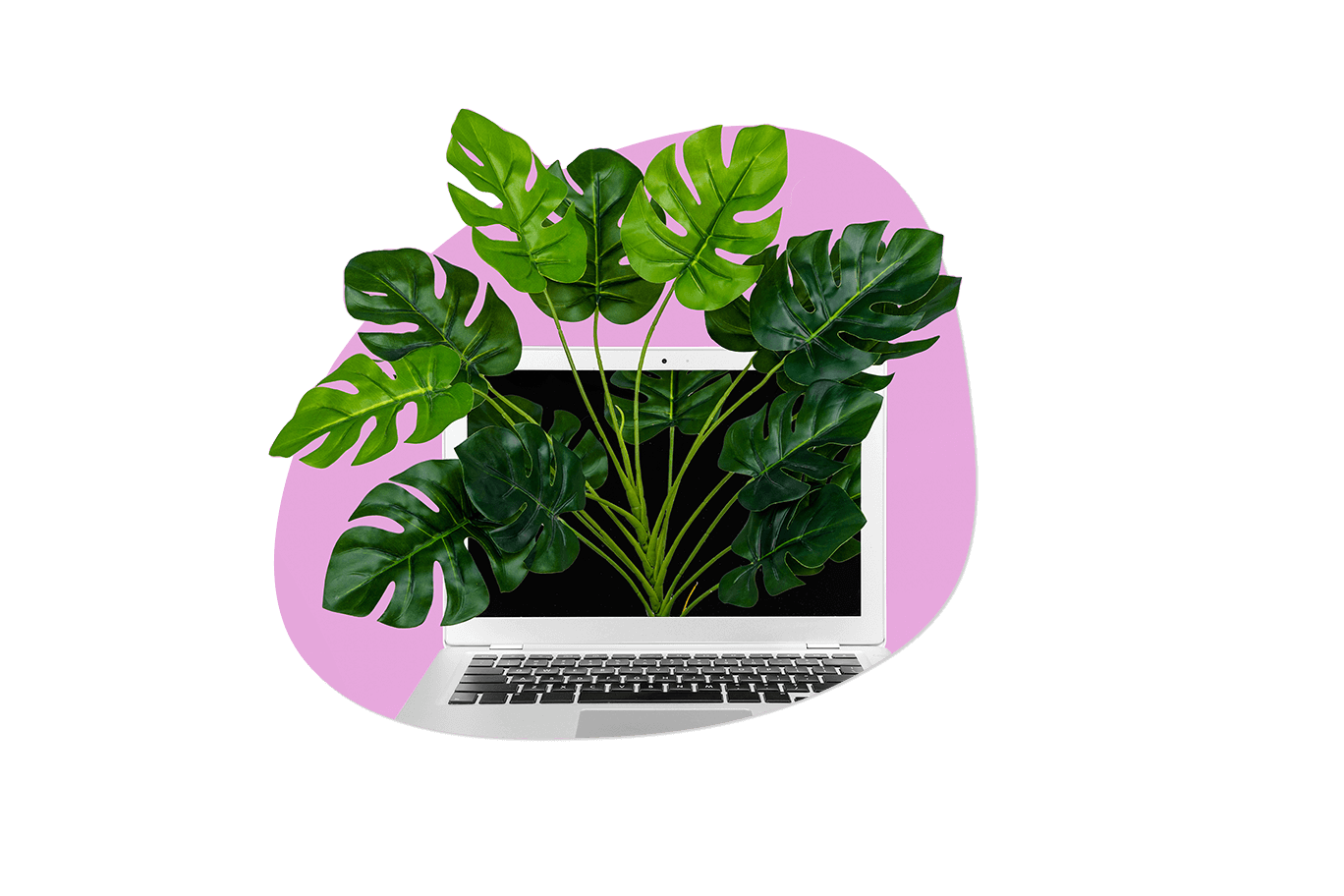 strona www, strona internetowa